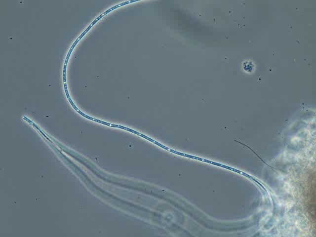 beggiatoa-thumbnail