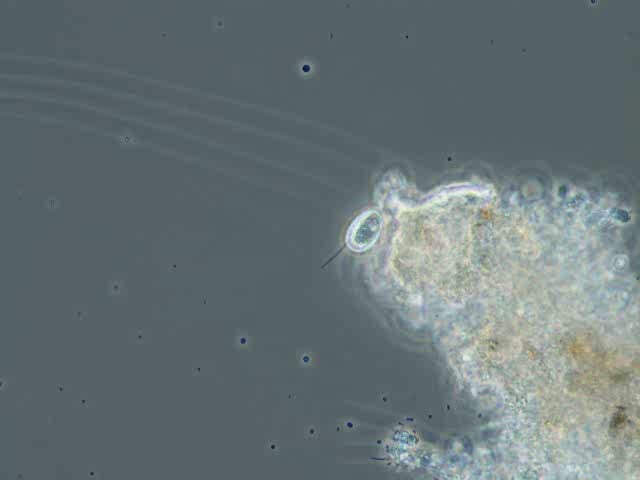 flagellate-bodo