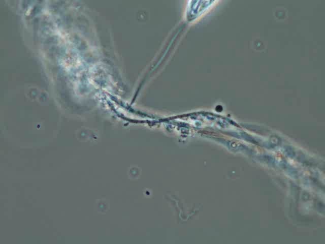 flagellate-paranema