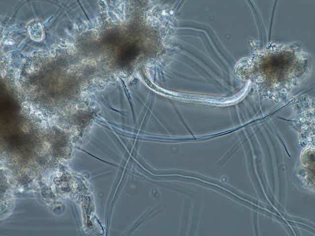 nematode