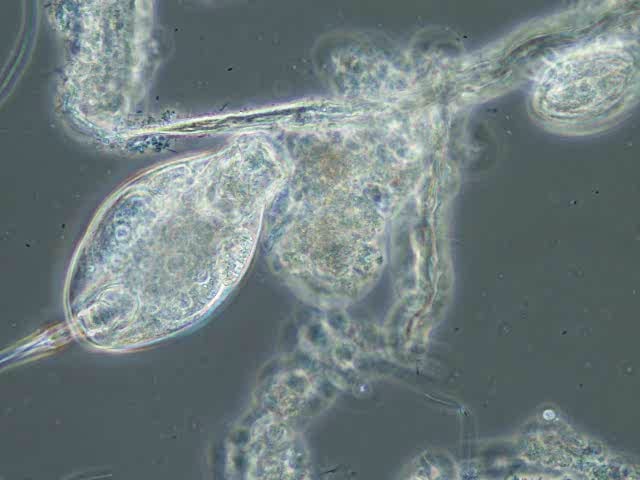 shell-rotifer